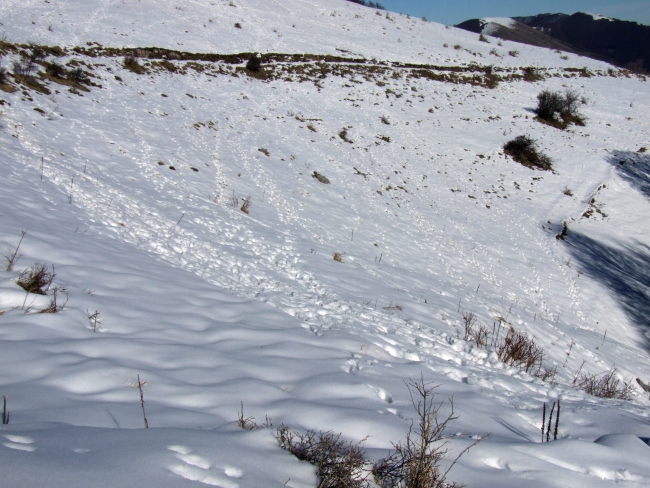 da Barrea a lago Vivo (P.N.A.)